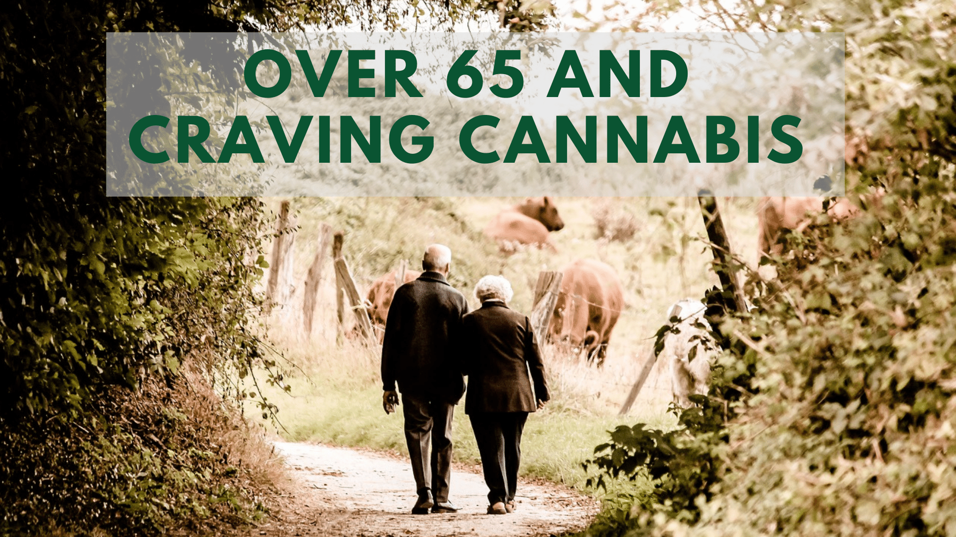 Over 65 and Craving Cannabis – A Look at a Huge Marketing Opportunity
