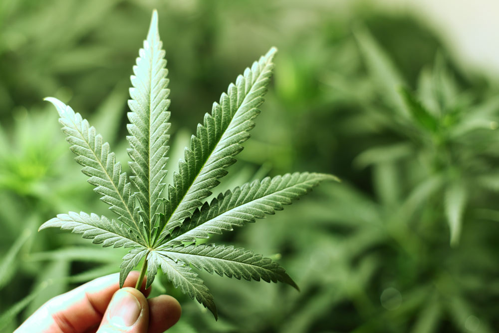 Cannabis in the U.S.A. - a 2021 Overview