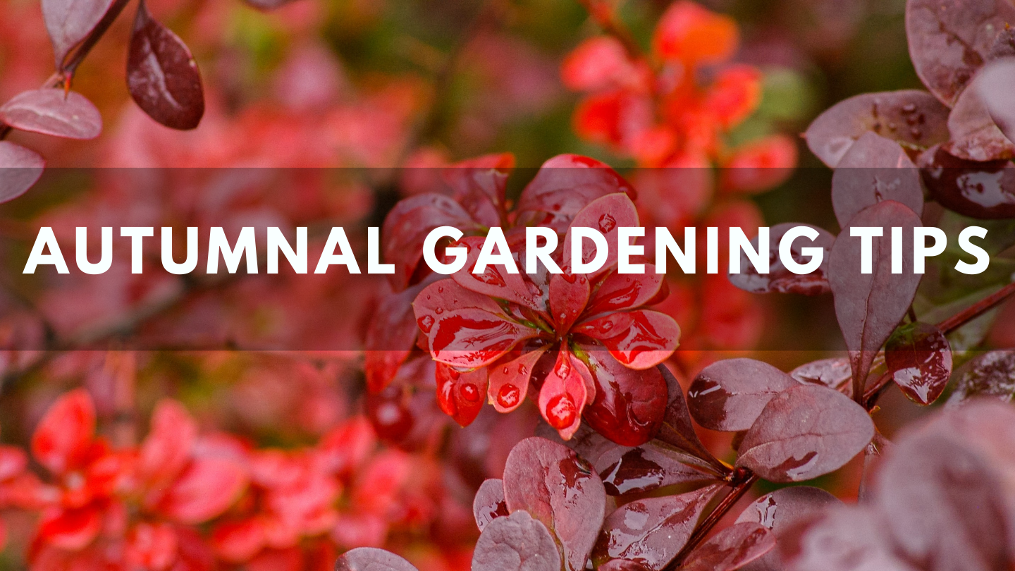 Autumnal Gardening Tips